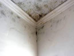 Biohazard Mold Removal in Beverly Hills, CA