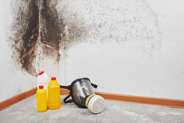 Best Commercial Mold Inspection  in Beverly Hills, CA