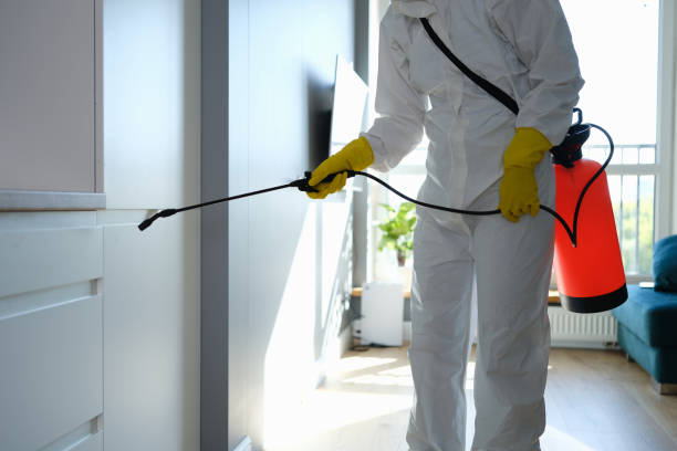 Best Environmental Consulting for Mold Prevention  in Beverly Hills, CA